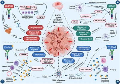 Role of RAGE and Its Ligands on Inflammatory Responses to Brain Tumors